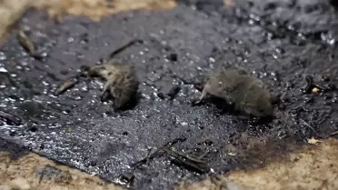 Kilis'te mide bulandıran hijyen skandalı: Merdiven altı üretimde fareler bulundu