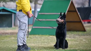 Köpek Eğitimi ve Sorumluluk Vurgusu