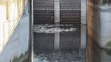 Seyhan Nehri'nde Kuraklık Nedeniyle Balık Ölümleri