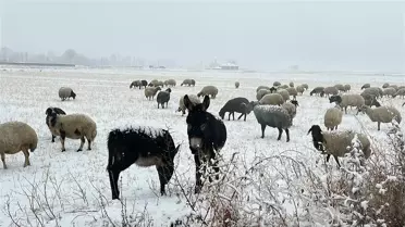 Kar, Çaldıran'daki Çobanları Zor Durumda Bıraktı