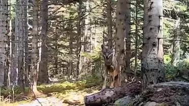 Bolu'da Yaban Hayvanları Fotokapanla Görüntülendi
