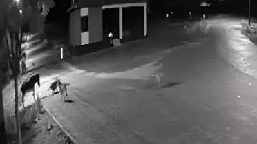 Kurt Sürüsü Eşeği Parçaladı