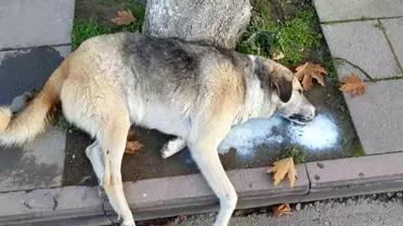 Amasya'da Köpek ve Kediler Ölü Bulundu