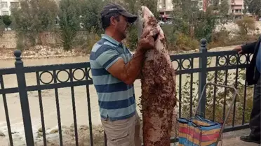 Silifke'de Dev Yayın Balığı Yakalandı