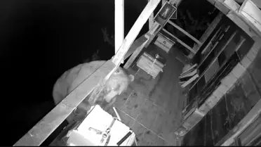 Trabzon'da Ayı Balkona Tırmandı