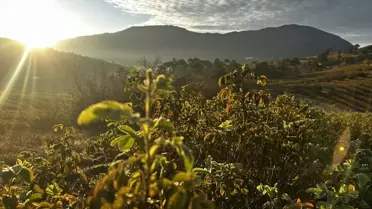Eğirdir ve Aksu'da Gül Bahçeleri Renk Cümbüşü