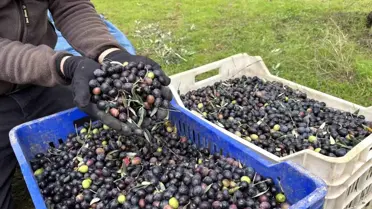 Bilecik'te Zeytin Üretiminde Düşüş