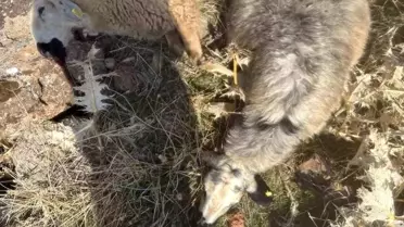 Kurt Saldırısı: 28 Koyun Telef Oldu