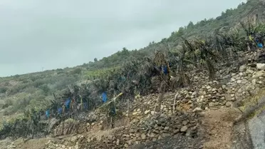 Gazipaşa'da Muz Bahçelerinde Yangın Söndürüldü