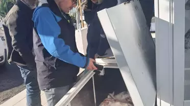 Gelibolu'da 45 kg Vatoz Ele Geçirildi