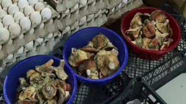 'Köy geçiren' olarak biliniyor, 5 saat içinde etkisini gösteriyor! 60 kişiyi hastanelik etti