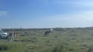 Kaçak Hayvan Taşımacılığına 105 Bin Lira Ceza