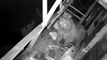 Trabzon'da aç ayı balkon bastı, balları yedi