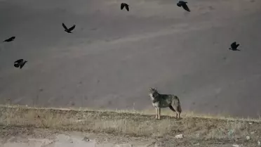 Kurt Soğuk Hava Nedeniyle Yerleşime İndi
