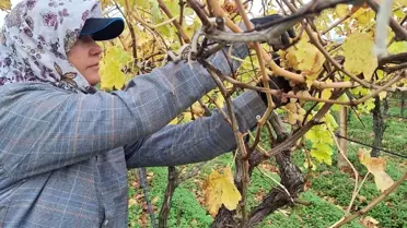 Sarıgöl'de Üzüm İsyafını Önleyen Üreticiler