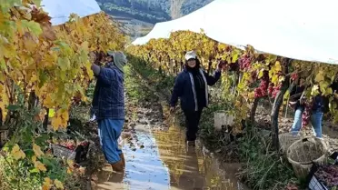 Yağmura Rağmen Üzüm Hasadı Devam Ediyor