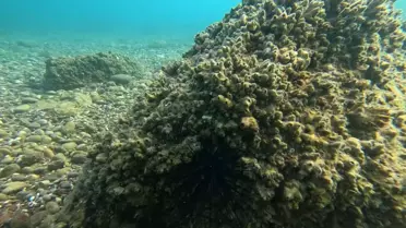 Antalya'da İstilacı Türler Deniz Kestanesi Yerine Geçti