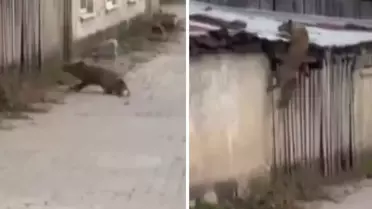 Köpek sesi duyunca ne yapacağını bilemedi! O anlar kameralarda