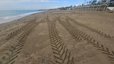 Kumlardaki Caretta Caretta Tehlikesi