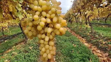 Taze Sultaniye Üzümleri Uzun Süre Dalında Kalıyor