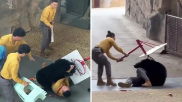 Yiyecek kokusuyla çıldıran ayı bakıcısını ağır yaraladı