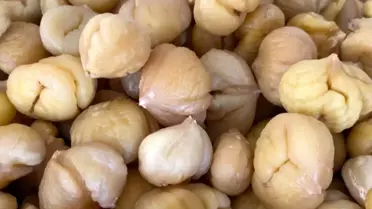 Aydın'da Kestane Hasadı ve İhracat Hazırlığı