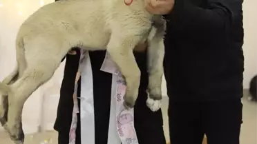 Düğün Hediyesi Kangal Köpeği
