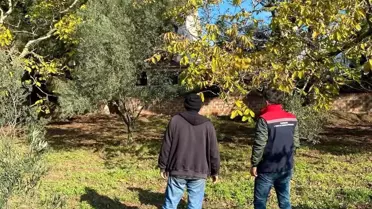 Ceviz Bahçesinde Kontrol ve Denetim