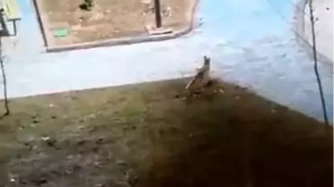 Karaköprü'de İki Tilki Parkta Görüldü