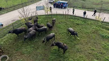 Düzce'de Manda Yetiştiriciliği Projesi