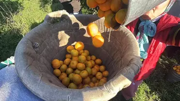 Bodrum Mandalinası Hasadı Başladı