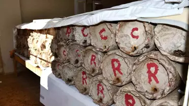 Evinin en güzel odasını tahsis etti! Kilosunu 10 bin TL'den satıyor