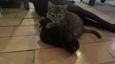 Amasya'da Kedi ve Köpek Dostluğu