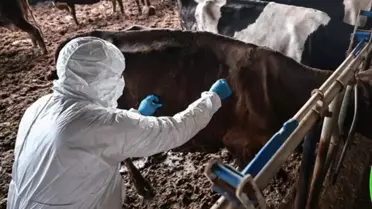Bolu'da Şap Hastalığı Kısıtlamaları Kaldırıldı