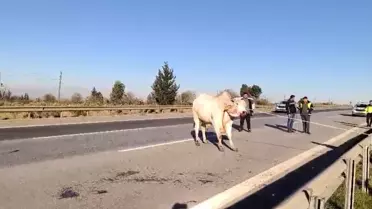 Firari anguslar uyuşturucu iğneyle tek tek avlandı