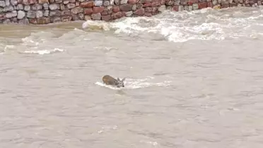 Kastamonu'da Karaca Suya Düştü