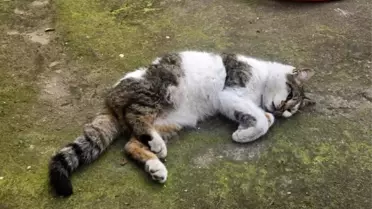 Korkuluğa Saplanan Kedi Kurtarıldı