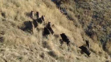 Yaban Hayatını Gözlemleyen Doktor