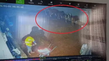 Diyarbakır'da Ahır Çöktü, 4 İnek Yaralandı