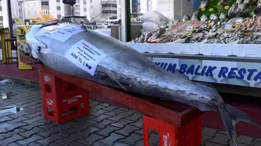 Düzce açıklarında bir gün sonra bu kez de 353 kiloluk orkinos yakalandı