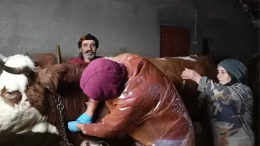 Hasta İnek İçin Zorlu Mücadele