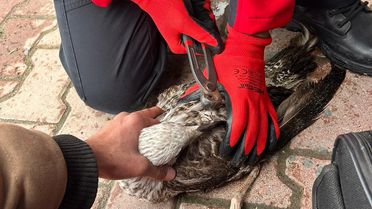 Mudanya'da Oltaya Takılan Martı Kurtarıldı