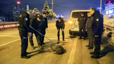 Yavru Kurt Tedavi Altına Alındı