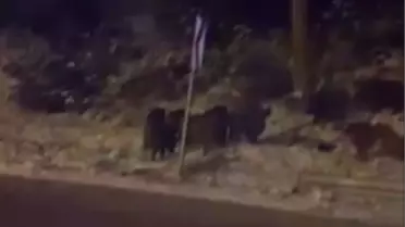 Yaban Domuzları Amasya'da Görüntülendi