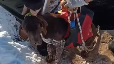 Kuyuya Düşen Köpek İtfaiye Tarafından Kurtarıldı