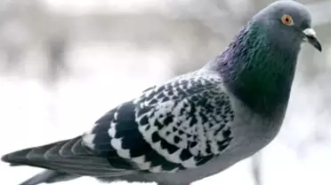 Kasklı Şüpheli Güvercin ve Keklik Çaldı