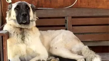 Datça'da Köpek, Silahla Yaralanarak Hayatını Kaybetti