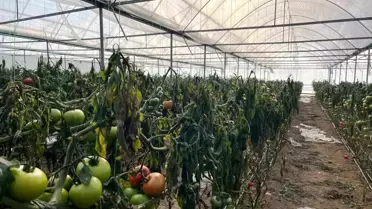 Kütahya'da Soğuklar Seralarda Don Zararı Yüzünden İnceleme Başlatıldı