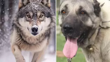 Yasak aşk yaşayan iki ezeli düşman! Kurt ile kangal çiftleşti, ortaya acayip bir tür çıktı