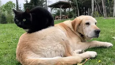 Düzce'den Kedi-Köpek Maması İhracatı 1574 Tonu Geçti